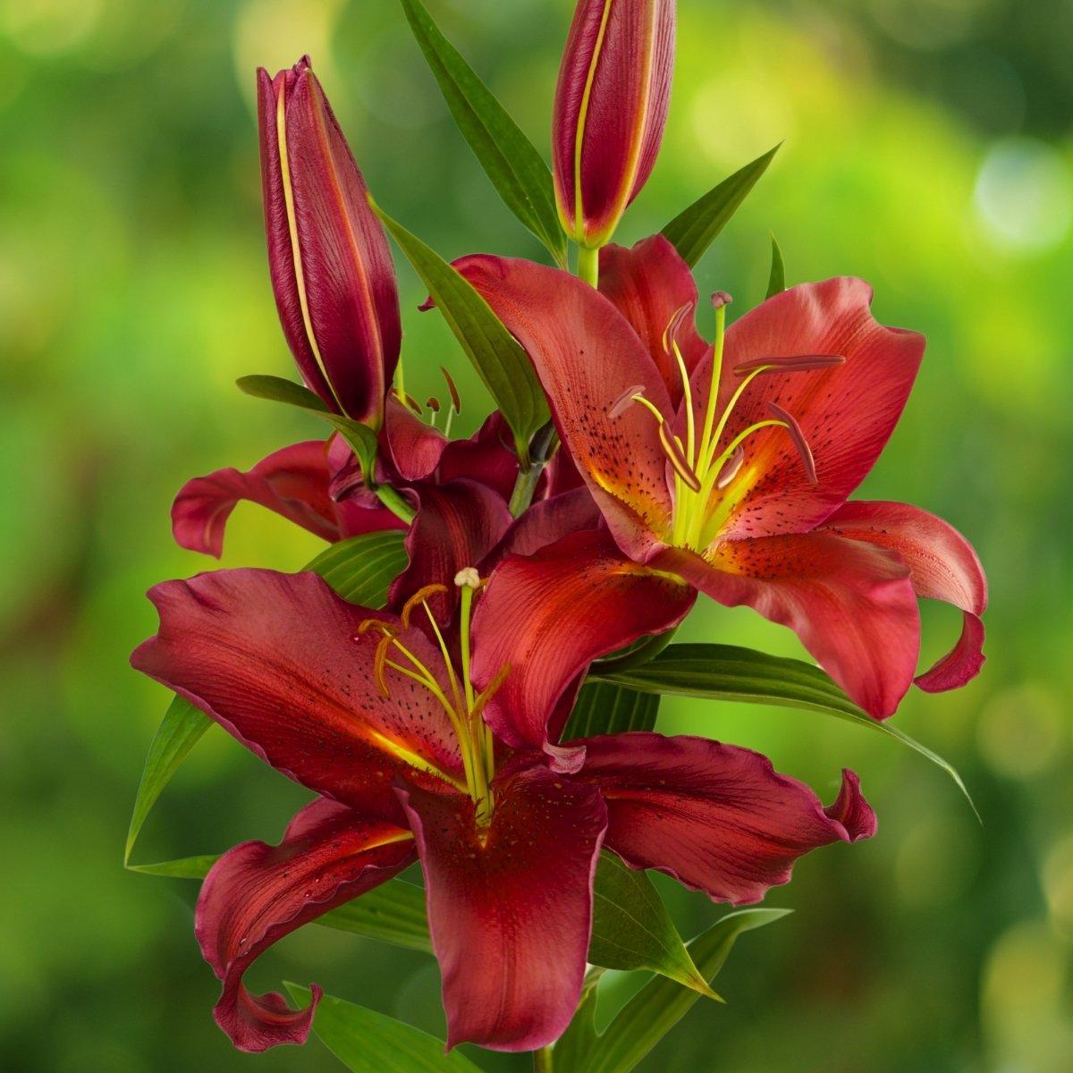 Lily Twin Flame Atlantis - La Hybrid Double 14/16Leo Berbee Bulb